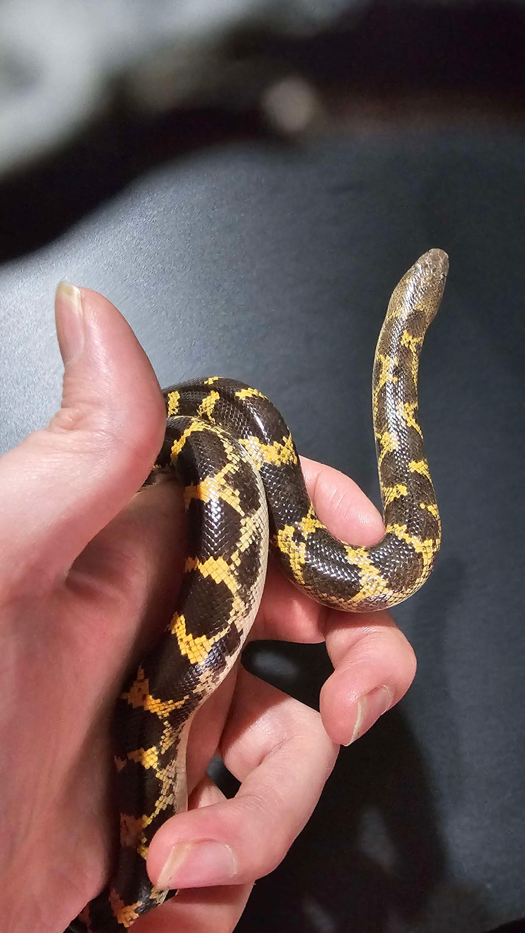 Kenyan Sand Boa Sub Adults