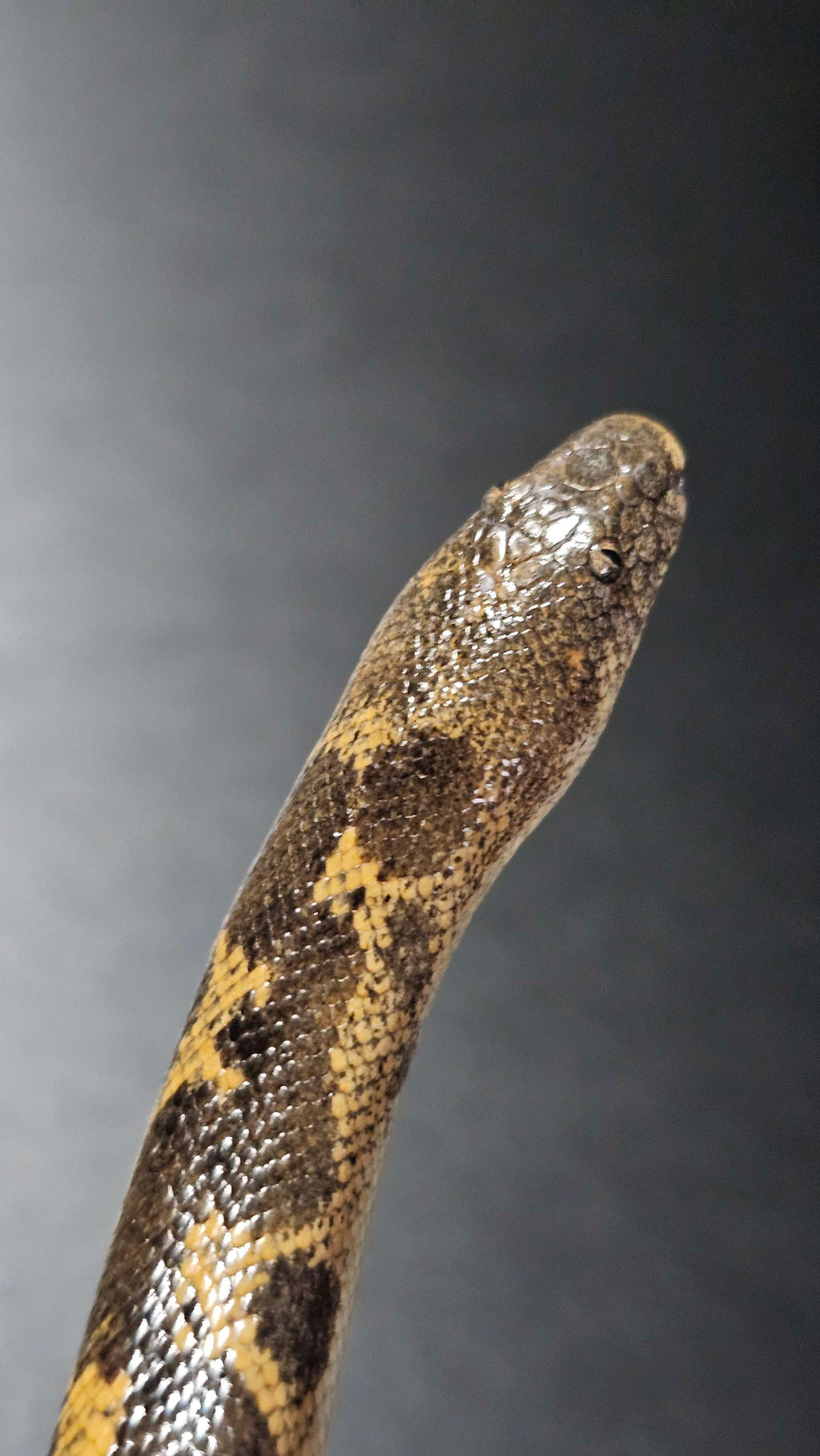 Kenyan Sand Boa Sub Adults