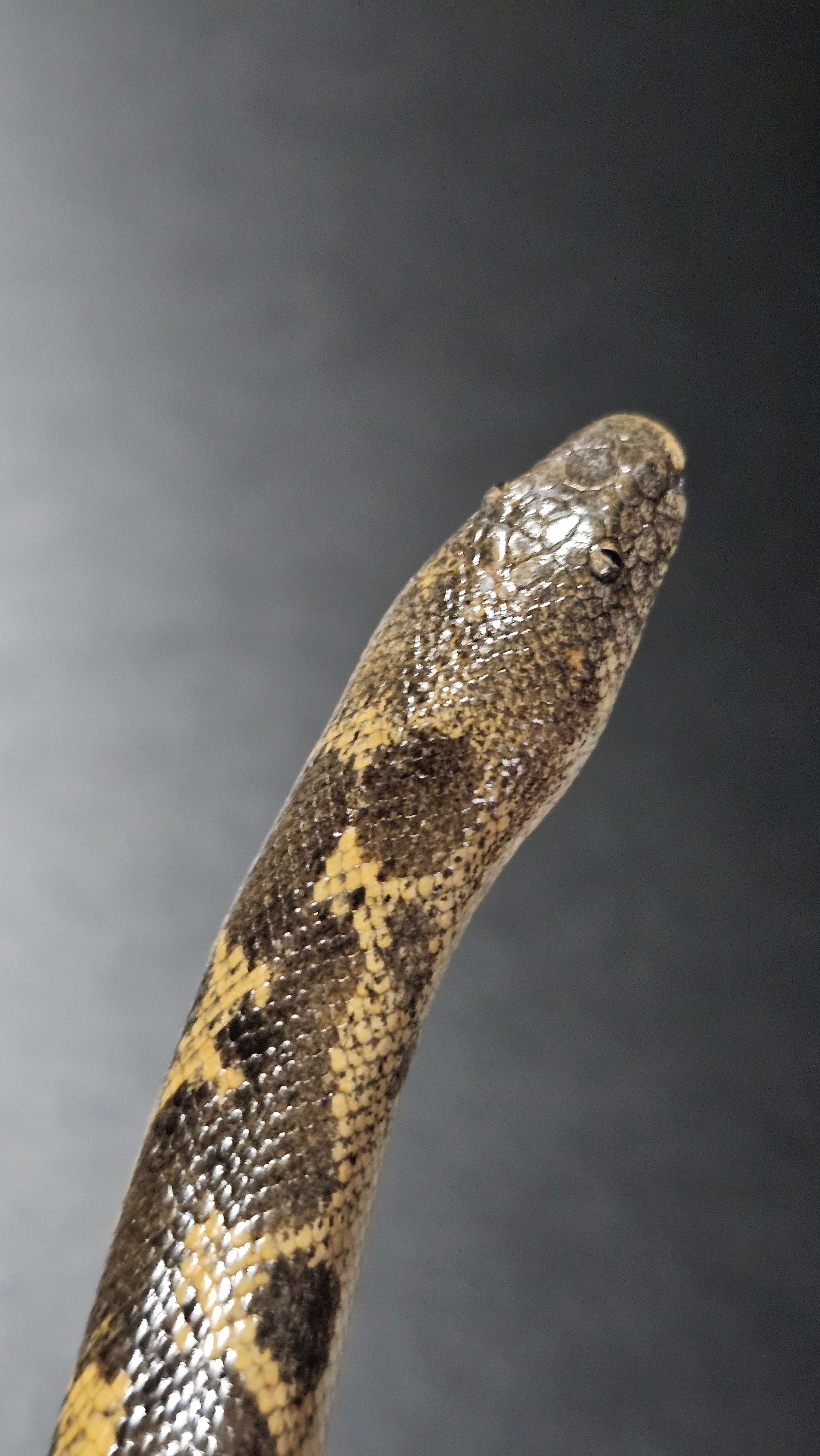 Kenyan Sand Boa Sub Adults
