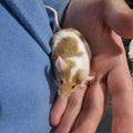 Dreamsicle Pied Fancy Mice – High White w/ Gold & Orange Accents