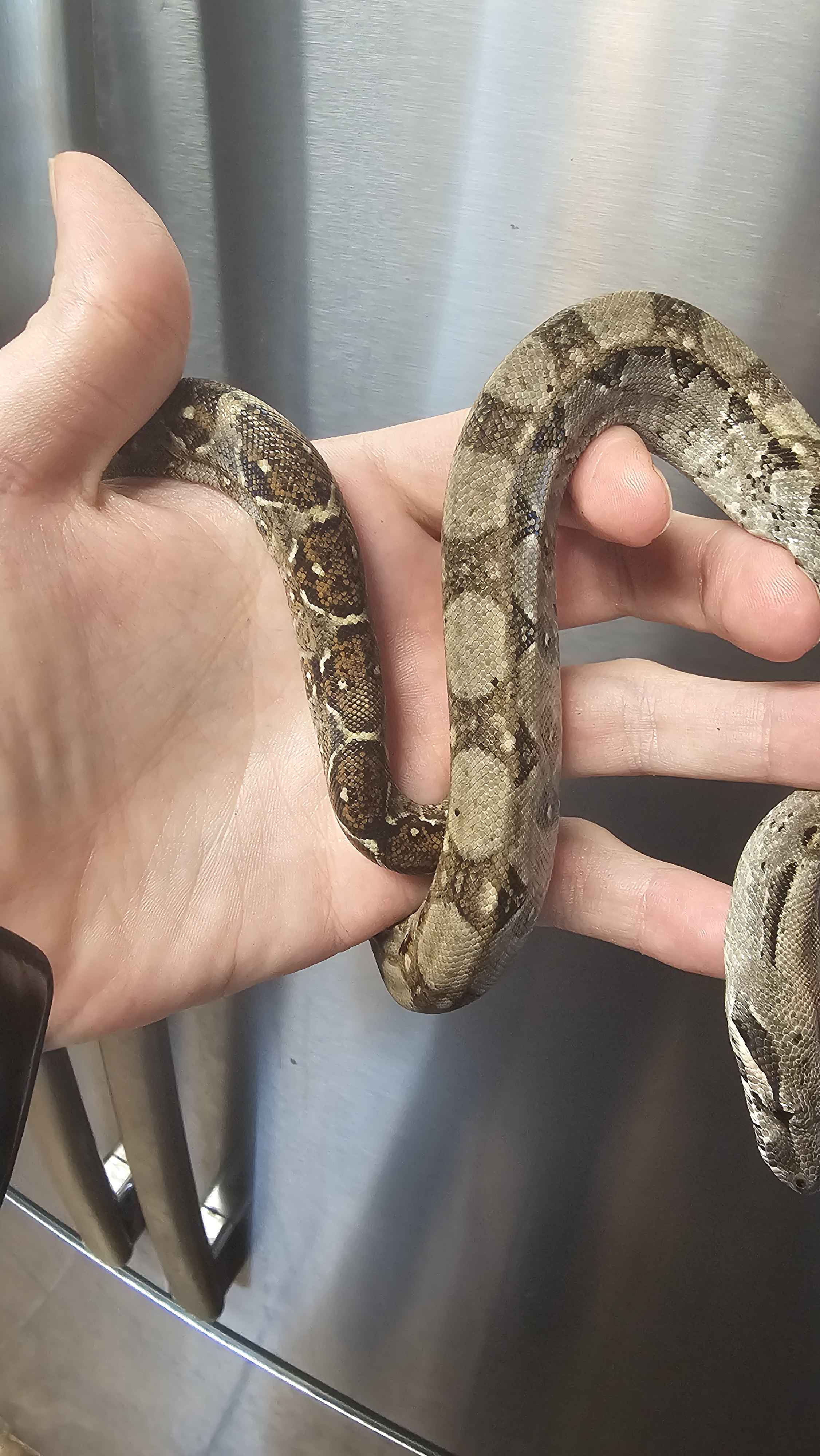 🐍 Boa Sigma Tarahumara Dwarf Boas (Boa sigma “Tarahumara”) – Captive Bred