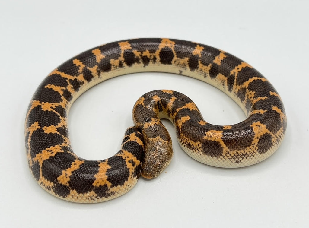Kenyan Sand Boa Sub Adults