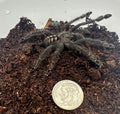 Venezuelan Sun Tiger Tarantula 1.5-2"