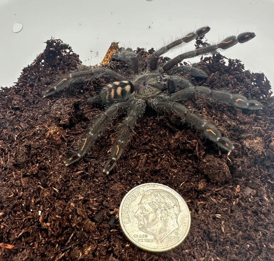 Venezuelan Sun Tiger Tarantula 1.5-2"