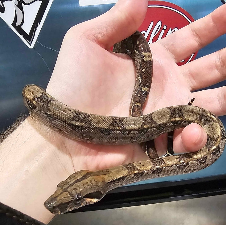 🐍 Boa Sigma Tarahumara Dwarf Boas (Boa sigma “Tarahumara”) – Captive Bred