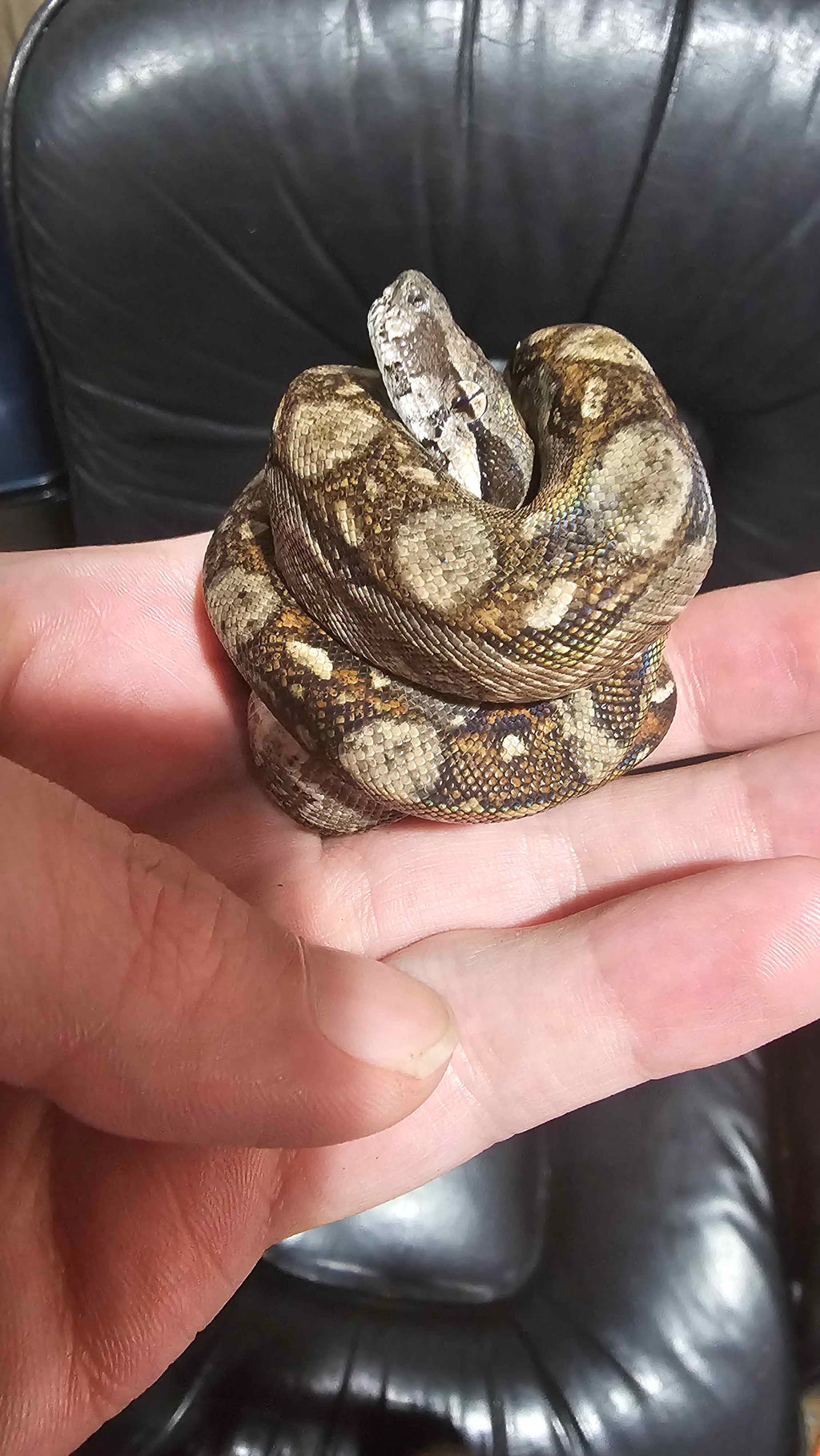 🐍 Boa Sigma Tarahumara Dwarf Boas (Boa sigma “Tarahumara”) – Captive Bred