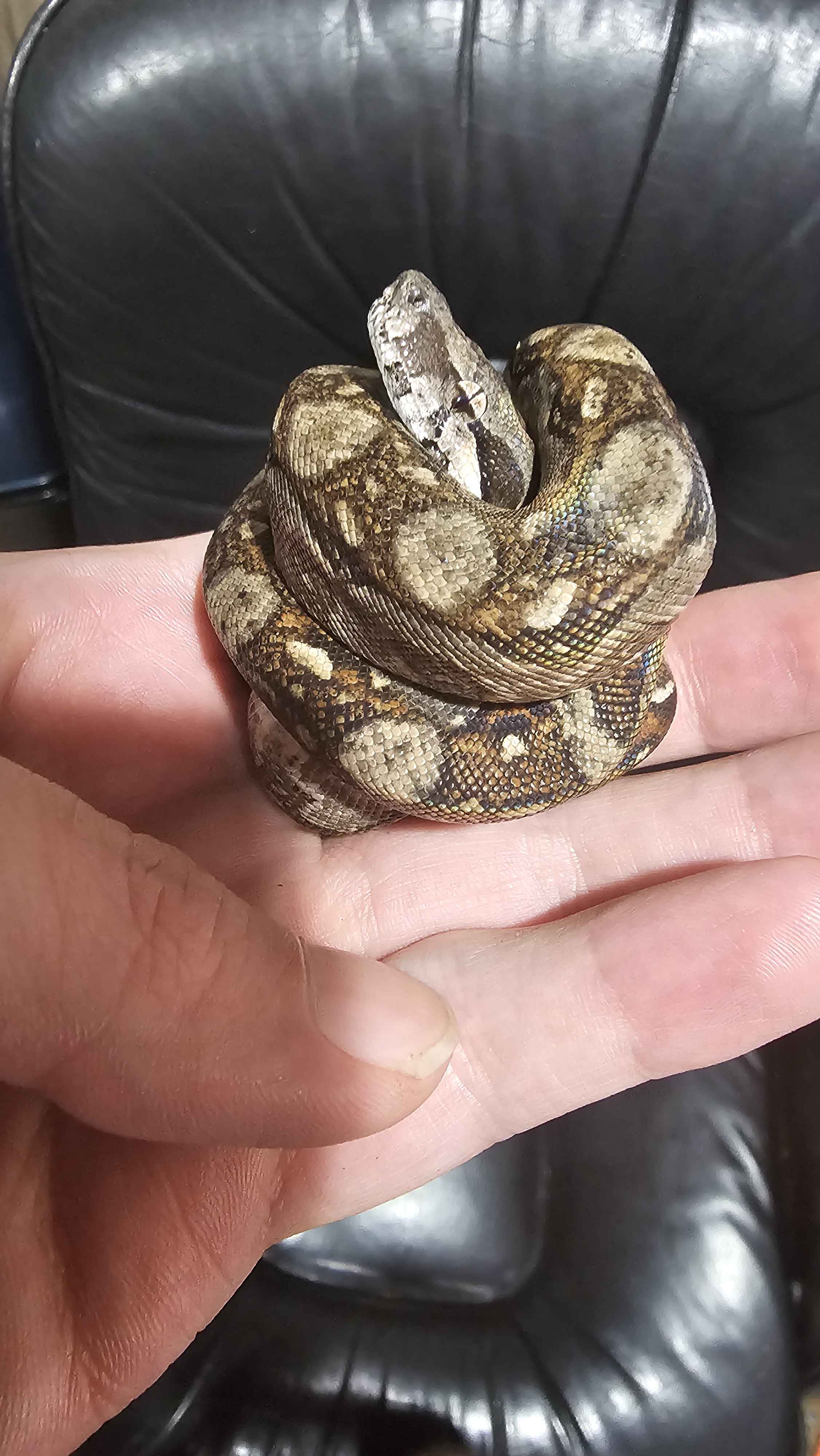🐍 Boa Sigma Tarahumara Dwarf Boas (Boa sigma “Tarahumara”) – Captive Bred