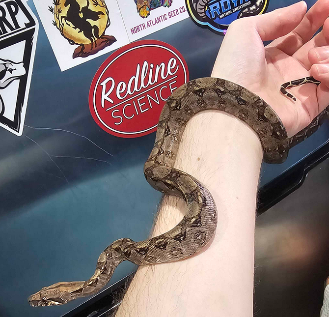 🐍 Boa Sigma Tarahumara Dwarf Boas (Boa sigma “Tarahumara”) – Captive Bred