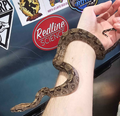 🐍 Boa Sigma Tarahumara Dwarf Boas (Boa sigma “Tarahumara”) – Captive Bred
