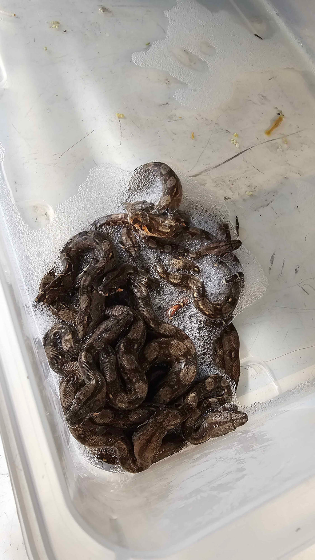 🐍 Boa Sigma Tarahumara Dwarf Boas (Boa sigma “Tarahumara”) – Captive Bred