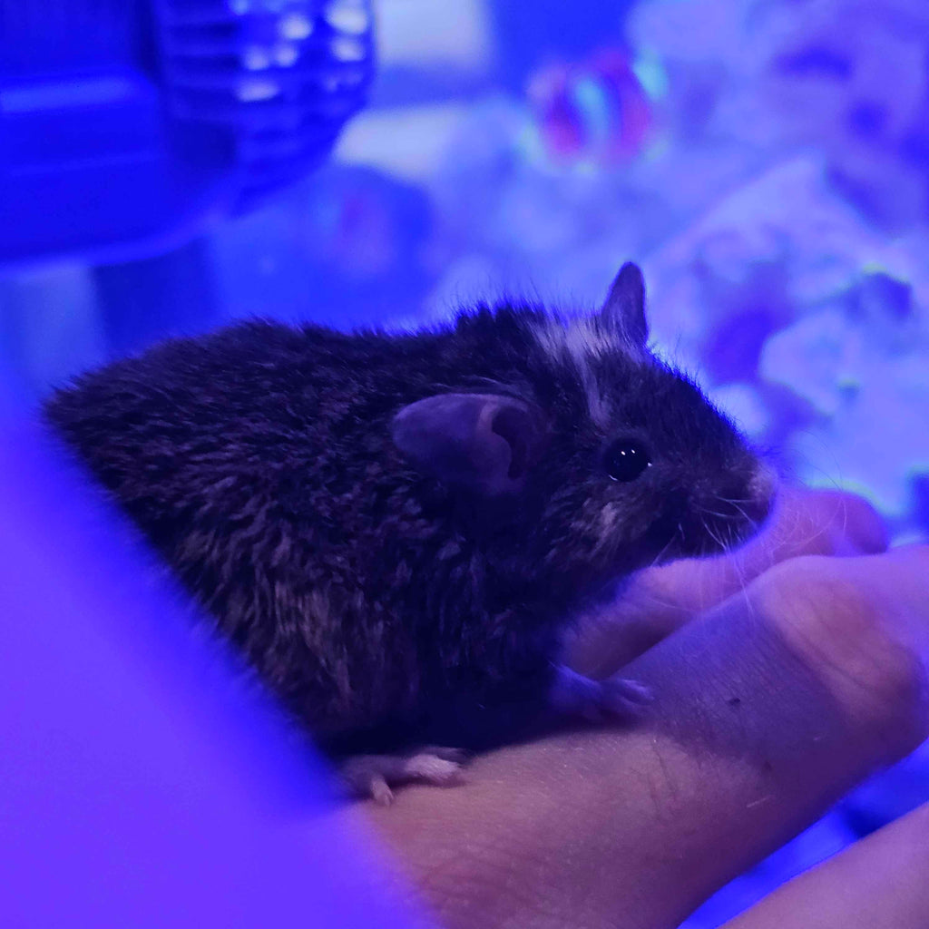 Woolly Mammoth Mice – Friendly, Cold-Hardy Gene Edited Mice For Sale