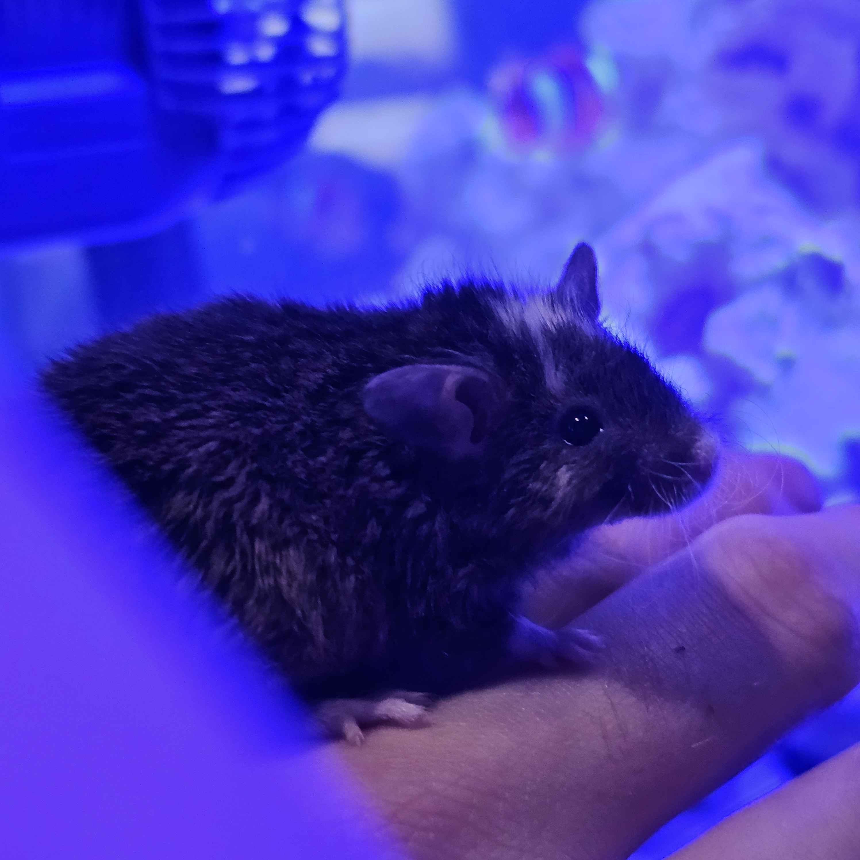 Woolly Mammoth Mice – Friendly, Cold-Hardy Gene Edited Mice For Sale