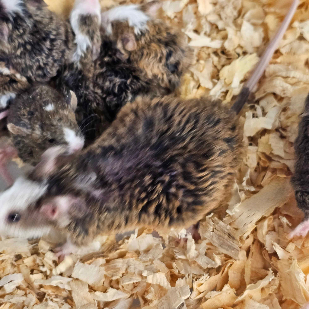 Woolly Mammoth Mice – Friendly, Cold-Hardy Gene Edited Mice For Sale