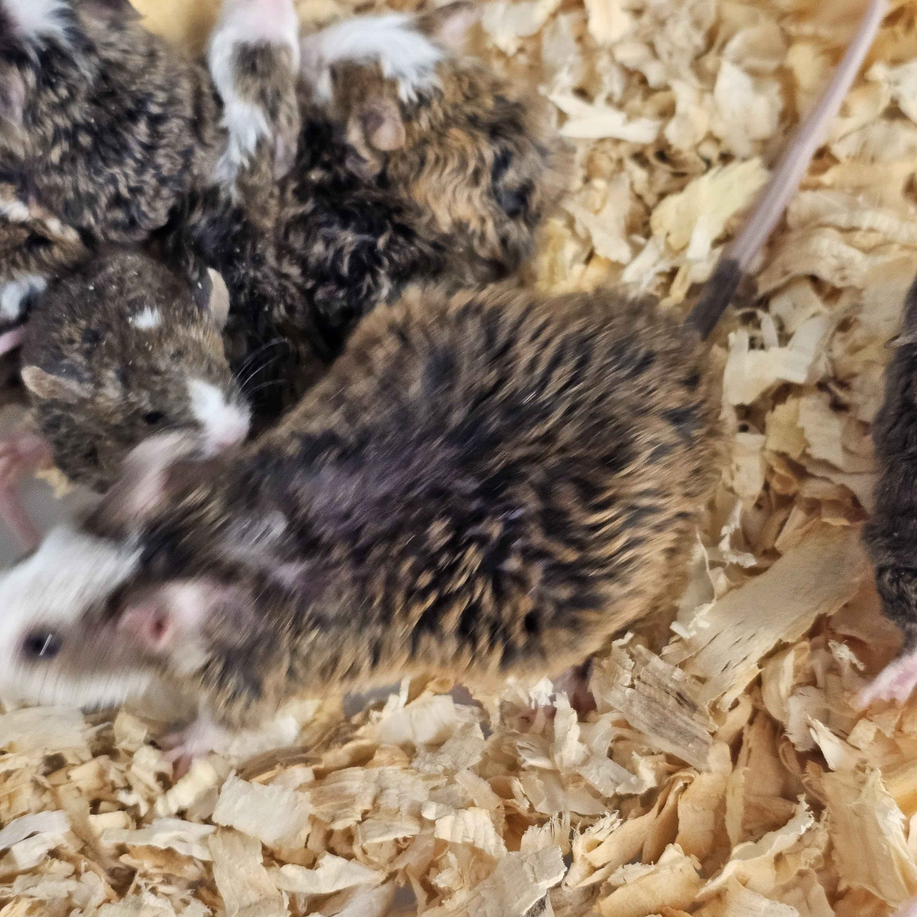 Woolly Mammoth Mice – Friendly, Cold-Hardy Gene Edited Mice For Sale
